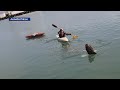 Bald eagle being treated after rescue from Waukegan Harbor