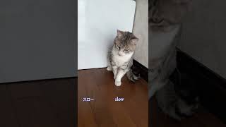 オモチャのネズミでキャッチボール Playing catch with a toy mouse #shorts #cat #kitten #playing #猫 #子猫 #保護猫