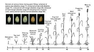 Growth stages of small grains and corn