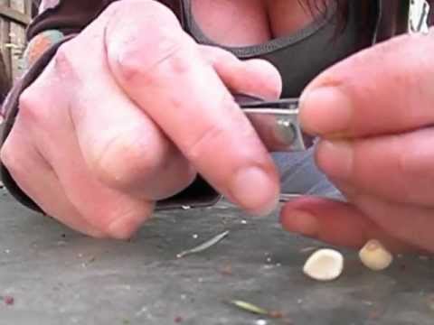 Clipping Moonflower seeds Clipping Moonflower seeds