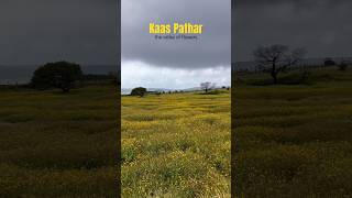 कासपठार, the valley of flowers💐😍 #kaaspathar #ytshorts #kaasplateau #short #kaspathar #satara