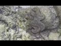 scuba diving with an octopus in bonaire action scuba montreal