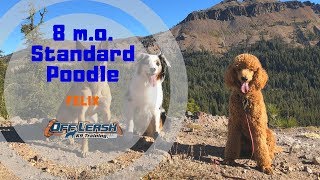 8 M.O. STANDARD POODLE ‘FELIX’ 2 WEEK BOARD AND TRAIN WITH COURTNEY