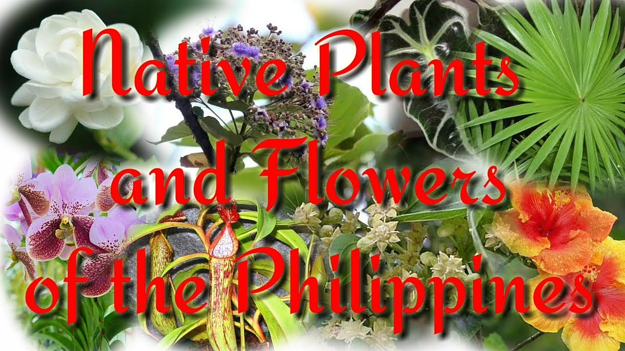 Flowers That Grow In The Philippines | Best Flower Site