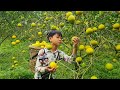 Poor Boy - Harvesting Oranges to Sell at Market - Pigs Escape from the Barn