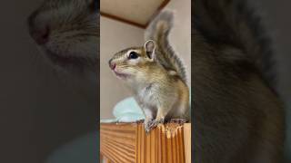 シマリス ロンくんのしっぽが暴走中🐿️ Chipmunk Ron's tail is running wild #squirrel #chipmunk #shorts #animals