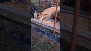 FEEDING The COWS!!! #outdoors #cows #livestock #farmer #farming #backyardfarming #feeding #corn