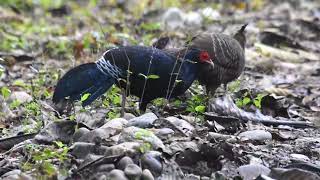 KALIJ PHEASANT।MANAS NATIONAL PARK । WILDLIFE ।