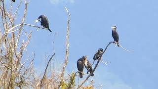 Cormorants basking in the sun晒太阳的鸬鹚们