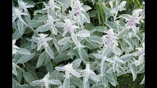 Choose the Right Lamb's Ear | Here She Grows