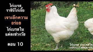 “เจาะลึกความอร่อย: ไก่เบรสในแต่ละช่วงวัย ” ไก่เบรส ราชินีไก่เนื้อ ตอน 10