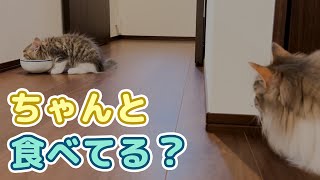 ご飯を一緒にしてみたら弟猫に姉猫が母性を発揮しました