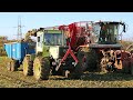 MB-Trac 1100 carting sugar beet with 9t Bunning dump trailer from Vervaet Beet Eater 617 harvester