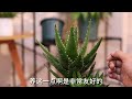 芦荟怎么养？园艺师教你，芦荟的详细养护技巧