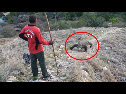 Man Has Standoff With Komodo Dragon, Then This Happens