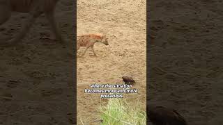 #youtubeshorts #animals #funny #lionfunny #wildlife #lionjoke