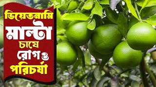 অধিক ফলন পেতে বারোমাসি মাল্টা চাষে রোগ ও পরিচর্যা | মাল্টা চাষ পদ্ধতি | Vietnam Malta Farming