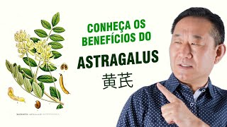 Os 10 Benefícios Do Astragalus 黄芪 | Dr. Peter Liu