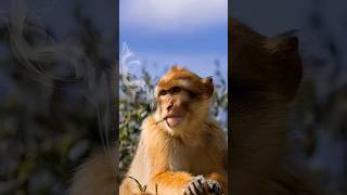 Cute Monkey | Smoking Short |  Funny Movement! #shortvideo #monkey #shorts #animals