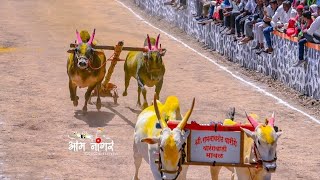 वडज: मावळकिंग ओम्या /चिकन्या||रेकॉर्डब्रेक घाटाचा राजा||10:80|| रामनाथशेठ वारिंगे घरचा साज #omya