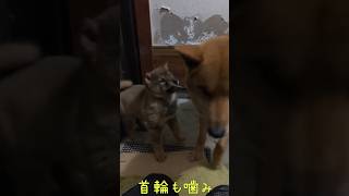 猟犬の子犬 やんちゃすぎだが可愛い