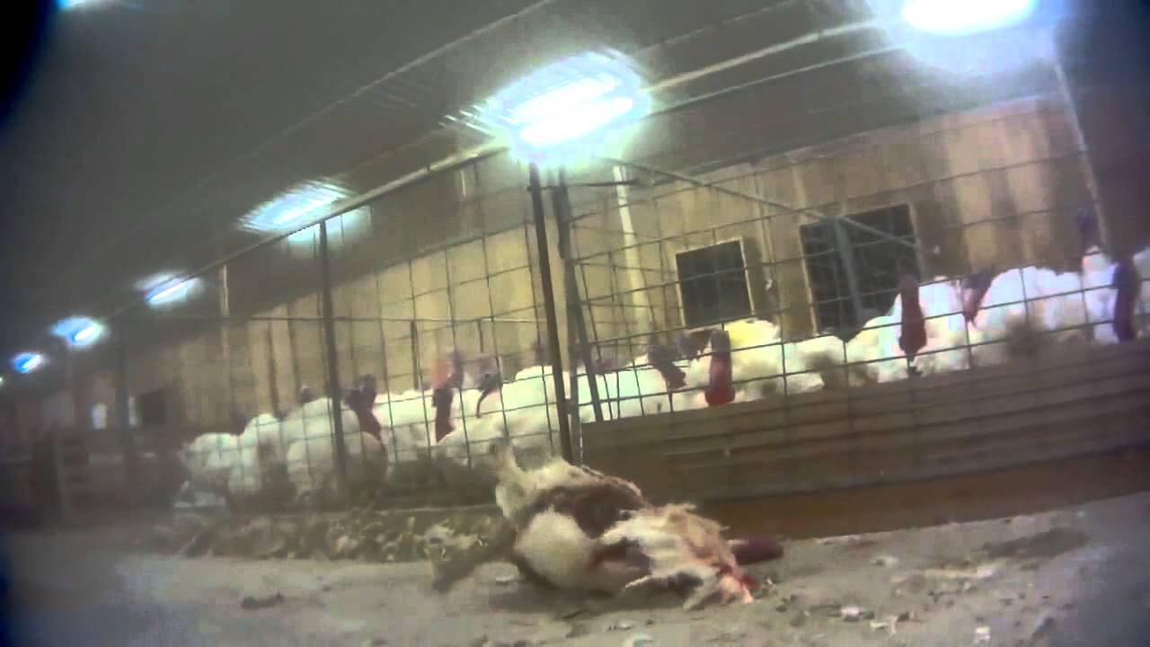 Whistleblower Corroborates Abuse At Hybrid Turkeys - YouTube