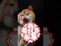 首元を触るとめちゃくちゃ怒る柴犬