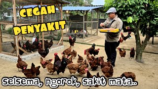 ✅️ RAMUAN PALING MUDAH NAK CEGAH PENYAKIT TERNAKAN AYAM. KONSISTEN