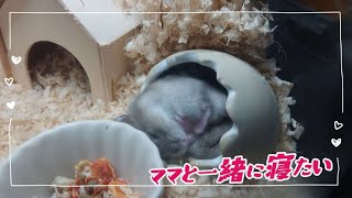 ママと一緒に寝たい甘えん坊な子ハムちゃん【ハムスター】