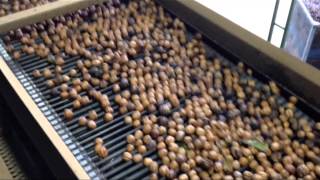 Hulling/Drying of Walnuts