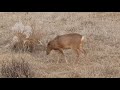 노루 궁뎅이가 하얀 노루 아세요 고라니와 차이 difference between roe deer and elk