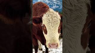 Simmental cows