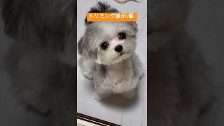 トリミング後のこれが好きすぎます😊　#子犬 #dog #マルチーズ #チワワ