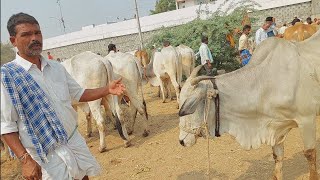 దేవరకద్ర పశువుల సంతలో ఆవుకు రేటెంత చెబుతున్నారు | cow mandi in Devarakadra ‎@purnafarms 