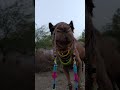 Camel Lover #thardesert #tharparkarbeauty #animalhealth #animalmedicine #camellife #1million #views