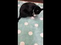 マイペースなくねくねぺろぺろ【猫動画】tuxedo catざきお