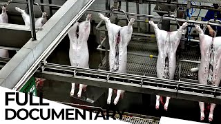 How the MEAT Industry is Damaging Small Producers and the Environment | ENDEVR Documentary