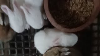 Baby Bunnies at 12 Days Old