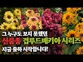 [신품종에디션]최초공개! 루드베키아 플라밍고 4종! 지금 바로 출하 시작합니다.