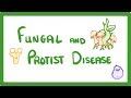 GCSE Biology - How A Mushroom Can Kill You - Fungal and Protist Disease  #35