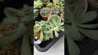 【多肉植物】台風対策で徒長しすぎた　#多肉植物 #gardening #succulent #garden #沖縄 #台風 #台風対策