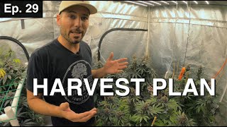 BuildASoil: HARVEST PLAN 10x10: Episode #29