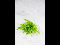 How To Save Lettuce Seeds | #shorts