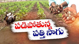 పత్తిసాగు తగ్గిపోవడానికి కారణాలేంటి? | Why Cotton Farming Deteriorating Massively ? || Idi Sangathi