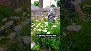 How To Grow Daisies