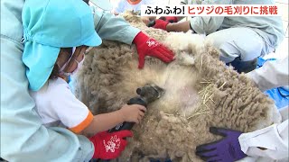 ふわふわ！ヒツジの毛刈りに挑戦（静岡）