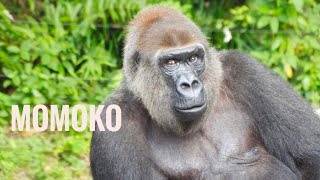 Strong Female Gorilla Momoko a.k.a Merry | The Haoko Group