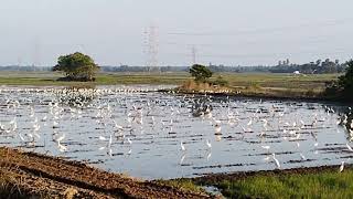 💚🌾🦢கொக்கு பற பற 🦢💚🌾இயற்கை அழகு 💚