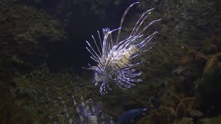 lionfish swimming in the water...