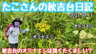 【たこさんの秋吉台日記　2021/8/11（水）】秋の七草オミナエシとオトコエシ